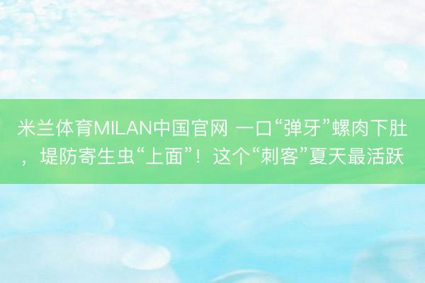 米兰体育MILAN中国官网 一口“弹牙”螺肉下肚，堤防寄生虫“上面”！这个“刺客”夏天最活跃